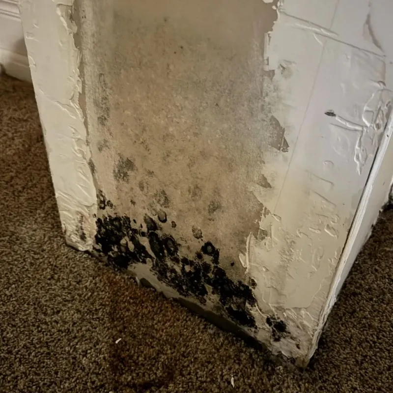 Professional Mold Removal in Longmont, CO